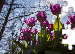 Różowe, Tulipany, Niebo