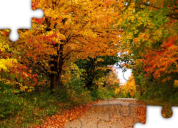 Droga, Las, Kolorowe, Drzewa, Liście, Jesień