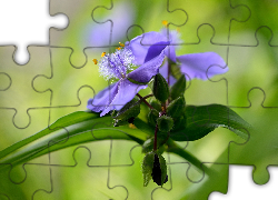 Kwiat, Spiderwort, Pąki, Liście, Tło
