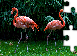 Dwa, Flamingi, Trawa, Krzewy