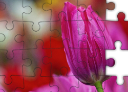 Różowy, Tulipan, Krople, Rosy