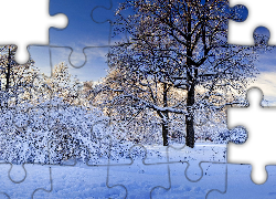 Śnieg, Oszronione, Drzewa