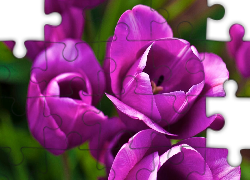 Fioletowe, Tulipany