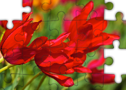 Czerwone, Tulipany