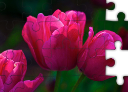 Różowe, Tulipany