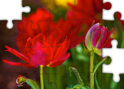 Tulipany