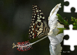 Motyl, Biały, Kwiat, Hibiskus