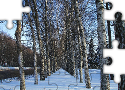 Śnieg, Drzewa, Brzozy, Alejka