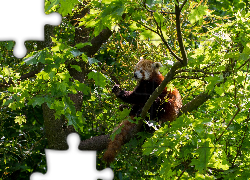 Drzewo, Miś, Panda, Pandka ruda