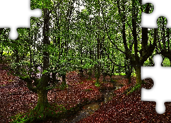 Las, Strumyk, Krajobraz