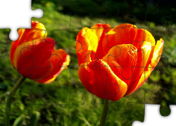 Żółte, Tulipany