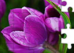 Fioletowe, Tulipany