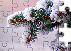 Ośnieżona, Gałązka