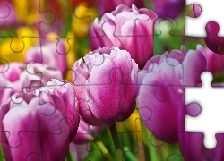 Fioletowe , Tulipany