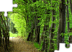 Zielony, Las, Ścieżka
