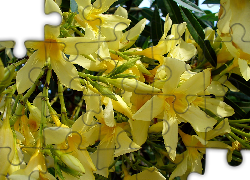 Kwitnący, Żółty, Oleander