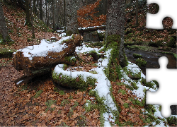 Las, Liście, Rzeczka, Śnieg
