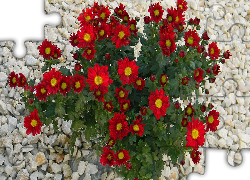 Kwiaty, Czerwone, Chryzantemy, Kamyki
