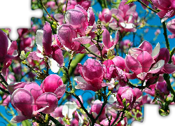 Kwiaty, Drzewa, Magnolii