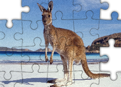 Kangur, Morze, Plaża, Góry, Australia