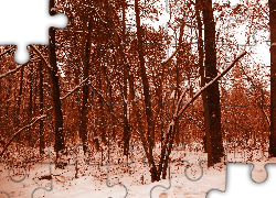 Las, Sepia, Zima