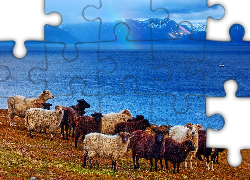 Owce, Jezioro, Góry