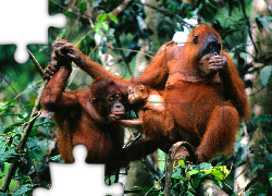 Trzy, Orangutany, Gałęzie