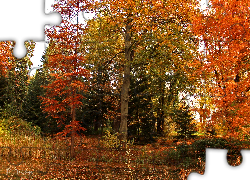 Ogród Dendrologiczny, Drzewa, Kolorowe, Liście, Jesień