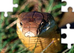 Wąż, Kobra Królewska, Rozmycie