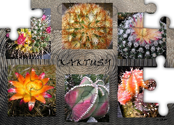 Kaktusy, Napis, Grafika