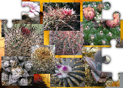 Kaktusy, Różne, Gatunki, Grafika
