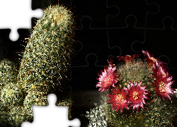 Kwitnący, Kaktus