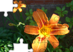 Liliowce