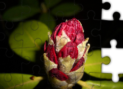 Rododendron, Pąk