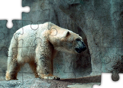 Niedźwiedź, Polarny, Skała