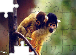 Dwie, Małpki, Squirrel Monkey, Drzewo