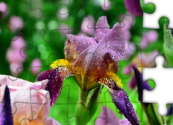 Kwiat, Irys, Krople, Deszczu