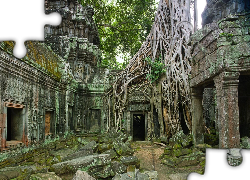 Kambodża, Ruiny, Drzewo