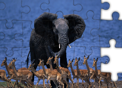 Słoń, Antylopy