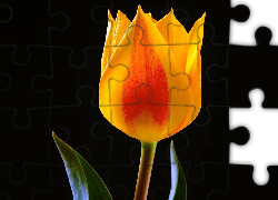 Żółty, Tulipan, Czarne, Tło