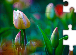Tulipany, Pąki, Liście