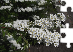 Kwitnący, Krzew, Białe, Kwiaty