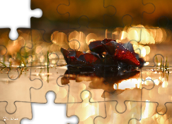 Wieczór, Rośliny, Woda, Bokeh