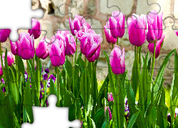 Purpurowe, Tulipany