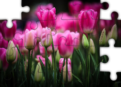 Purpurowe, Tulipany, Pąki