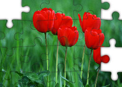 Czerwone, Tulipany