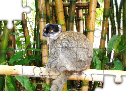 Lemur, Bambus