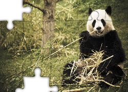 Panda, Las, Bambus