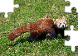 Panda, Mała, Czerwona, Pandka ruda