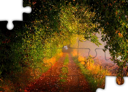 Droga, Drzewa, Pole, Światło, Mgła, Poranek, Jesień